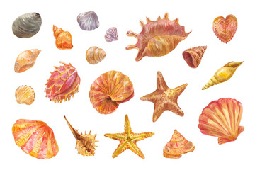 Watercolor shells isolated on white. Set of hand-drawn element