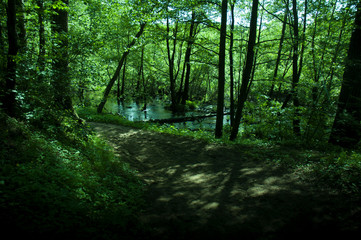 Obraz premium river in the spring forest