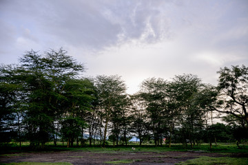 Tree in Tanzania