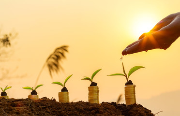 Hand nurturing and watering young baby plants growing on coins stack with germination sequence on fertile soil at sunrise background.growing money concept, finance and investment concept