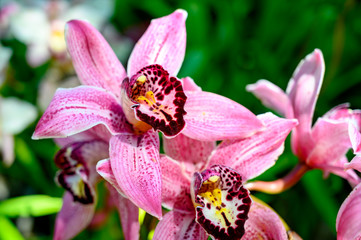 Pink Orchids