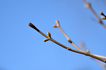 Branch of a bush with buds closeup on a sunny spring day