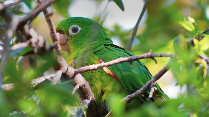 papagaio