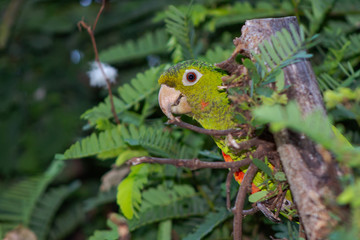 papagaio