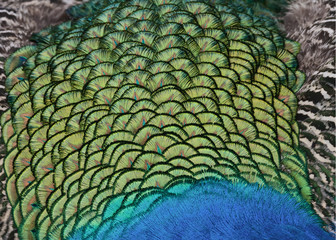 Colorful Indian Peaock back feathers.