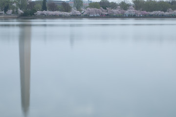 Washington Monument view from with reflection on the Tidal Basing. As seen from the Jefferson Memorial grounds. Taken in April 2019 during Cherry Blossoms Festival.