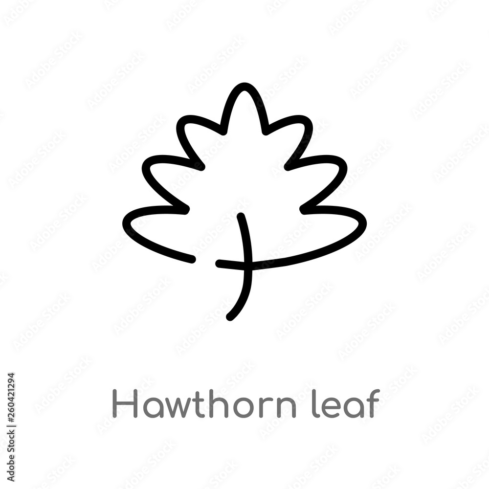 Poster outline hawthorn leaf vector icon. isolated black simple line element illustration from nature conce