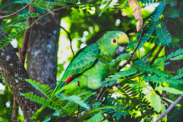 papagaio