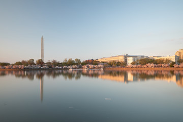Obraz premium Washington Monument view from with reflection on the Tidal Basing. As seen from the Jefferson Memorial grounds. Taken in April 2019 during Cherry Blossoms Festival.