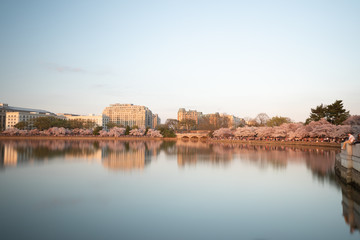 Fototapeta na wymiar Reflection of building in the Tidal Basin of the Jefferson Memorial during the sunset. Taken during the Cherry Blossoms Festival on April 2019.
