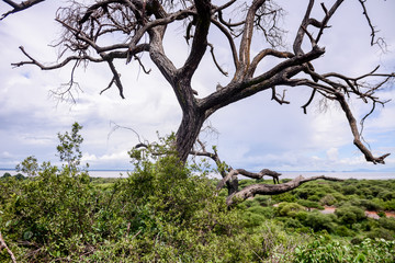 Taranguire national park