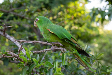 papagaio