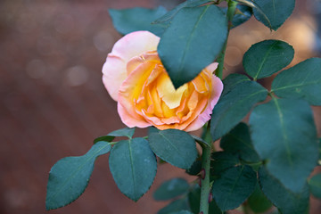Fototapeta na wymiar Rosas e flores