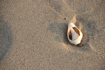 Sea Shells on the Fine Sand , Strolling on the Beach at Sun Rise , Summer Holidays