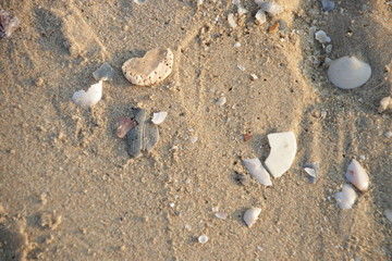 Fototapeta na wymiar Sea Shells on the Fine Sand , Strolling on the Beach at Sun Rise , Summer Holidays