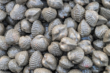Fresh cockle or blood clam background. raw material for Thai food