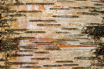 Abstract Tree Bark Background