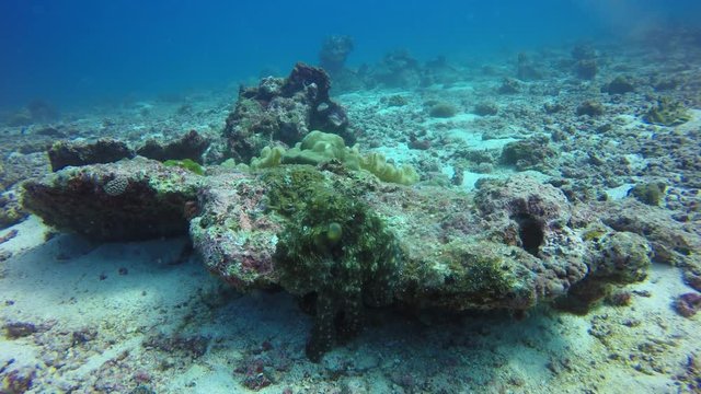 Reef Octopus underwater video 