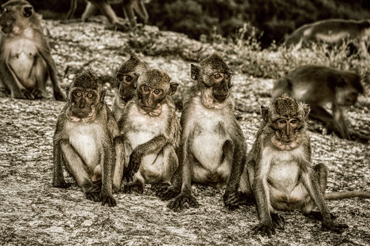 Dieses einzigartige Bild zeigt die wilden Affen in der Abenddämmerung auf dem Affenfelsen in Hua Hin in Thailand