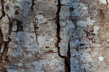 Abstract tree bark background