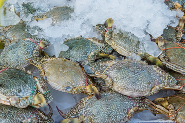 Blue Swimmer Crab At The Fish Market