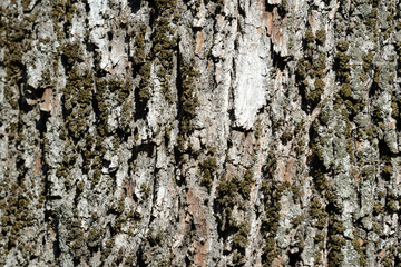 Bark of an old tree with moss on it close up. Tree bark background