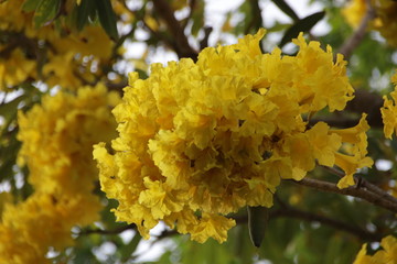 Silver trumpet tree,Tabebuia , Yellow Flower in Summer