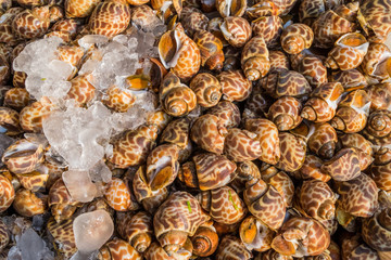 Spotted Babylon or Babylonia Areolata shellfish for background 