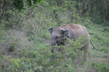 Close up Elephant in the Conservation 