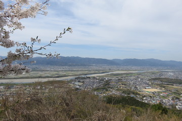 桜と町の風景