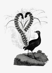 Lyrebird animal drawing