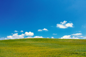 green grass field with clouds and blue sky background.