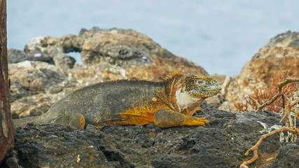 close up of a large land iguana on isla santa fe in the galapagos