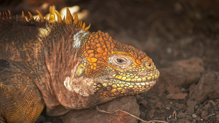 extreme close up of a land iguana on north seymour island in the galapagos