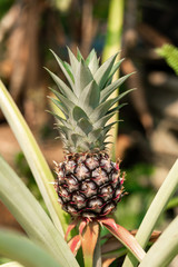 Fototapeta premium Close up pineapple on blurred background.