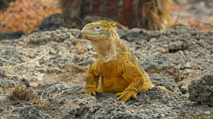 close up of a land iguana turning its head on south plazas in the galapagos