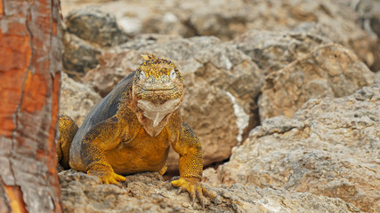 close up of a colorful land iguana sth plaza in the galapagos
