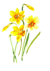 Beautiful spring bouquet. Composition with yellow daffodils. Watercolor background.