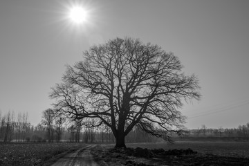 Landschaftsaufnahme Mitterkirchen im Machland in Oberösterreich / Österreich