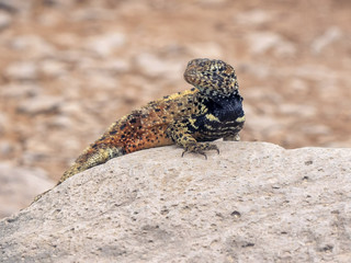 close shot of a lava lizard on isla espanola in the galapagos