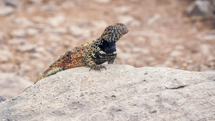 close up of a lava lizard on isla espanola