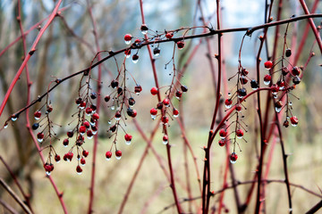 Red berries of viburnum in the frost on a branch against the background of birches. Viburnum berries at winter, closeup.