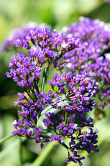 Fototapeta premium Purple Flowers 3 