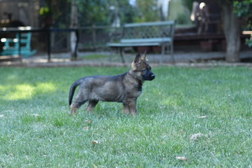 pastores y chiguaguas