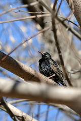 Common starling (Sturnus vulgaris) sitting on a tree in a spring day