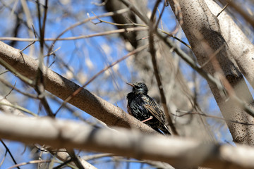 Common starling (Sturnus vulgaris) sitting on a tree in a spring day