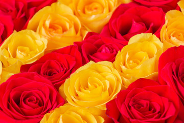 roses background
