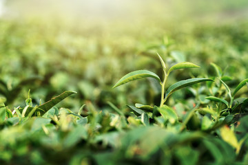 Closeup fresh Green tea leaves. nature green background under morning sunlight. Natural green...