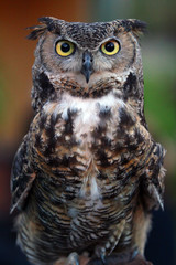 Owl 