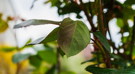 Leaves and shoots on a tree